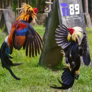 cockfighting ii89 casino avatar